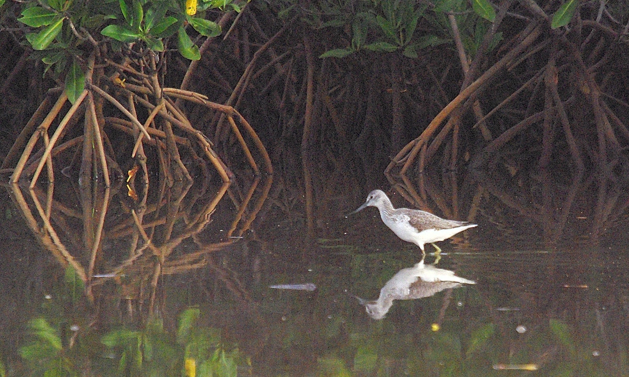 Chevalier Aboyeur (Common Greenshank, Tringa Nebularia), adulte internuptial dans la mangrove, Réserve d'Intérêt Communautaire de La Somone. 
